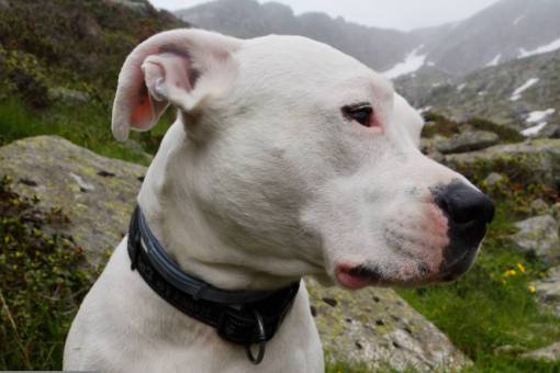 canine Portrait of a Dogo Argentino Dog