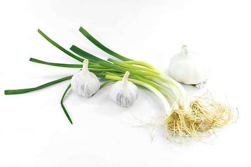 garlic agriculture  appetite  garlic  leek  onion 
