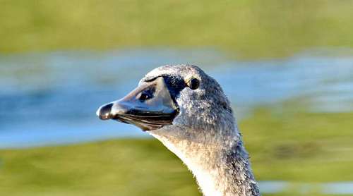 beak close animal nature bird bec wildlife head faune oiseau oiseaux aquatique sauvagine aquatic waterfowl cygne cou gratuit belle eau