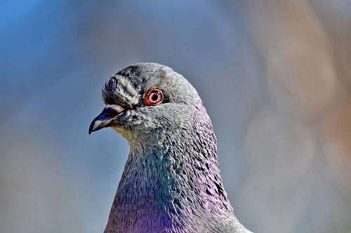 beak close bird colorful eye animal eyeball pigeon nature head