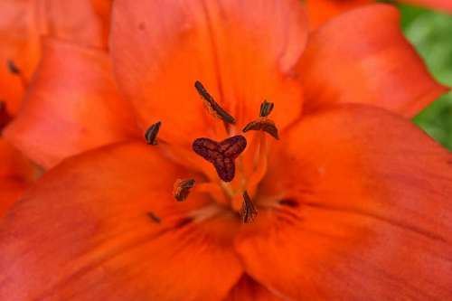 lily-family beautiful photo  pistil  lily  ?nature? 