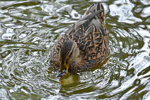40s bird wading mallard water wildness wildlife nature duck swimming wild