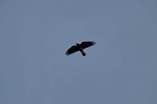 elevator blue sky  crow  flying  flyover  overflight 