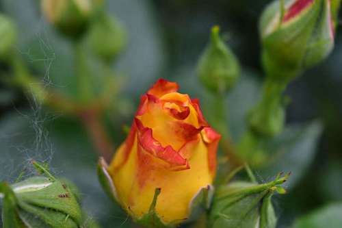 25-29-years blurry leaf nature yellow flower bud flora petal rose garden