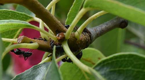 up branch leaf tree upclose ants nature insect flora outdoors plant serangga semut gambar  insects