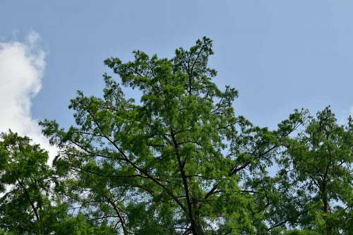 coniferous branches  conifers  green leaves  spring 
