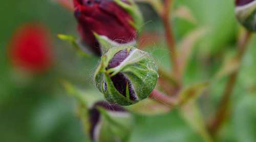 50s bud leaf plant nature garden upclose flora outdoors flower 