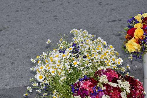 chamomile chamomile bucket plant daisy herb bouquet nature flowers flower summer