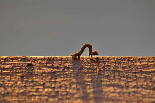 worm crawl larva dusk insect movement worm wildlife outdoors nature wood