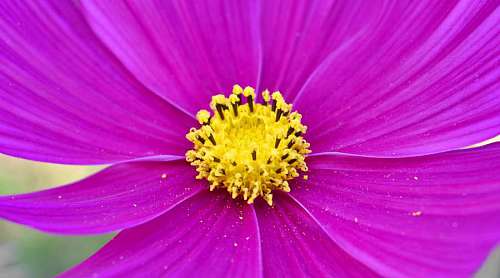 daisy-plant daisy bright petal flora plant nature flower petals  nectar pollen blossom