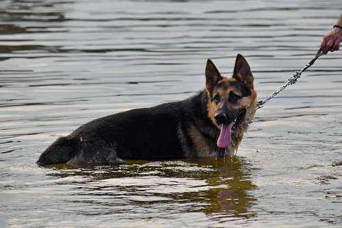 tongue dog tongue german shepherd water wet river lake animal nature