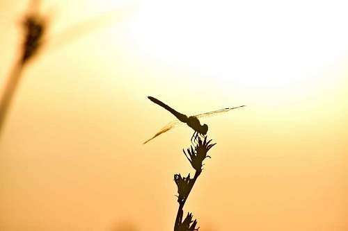 libélula puesta de sol sombra silueta crisopa luz de fondo amanecer fauna al aire libre naturaleza