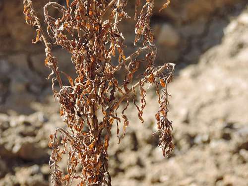 45-49-years dry season ground summer plant winter blurry herb branch nature 