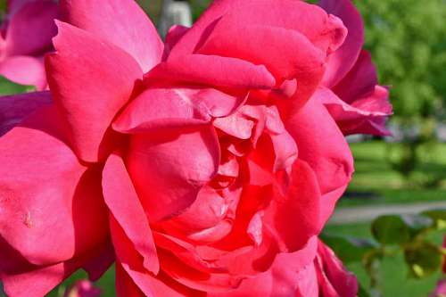40s ecology petals rose pink shrub romance plant nature flower kb