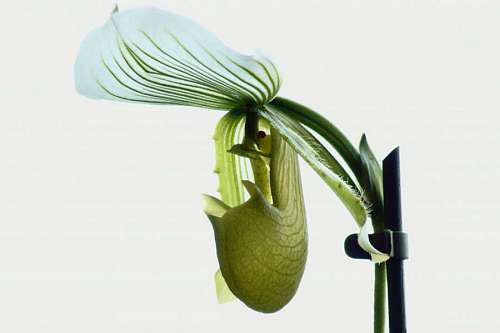 stamen elegant stamen purity exotic leaves flora tropical leaf nature flower
