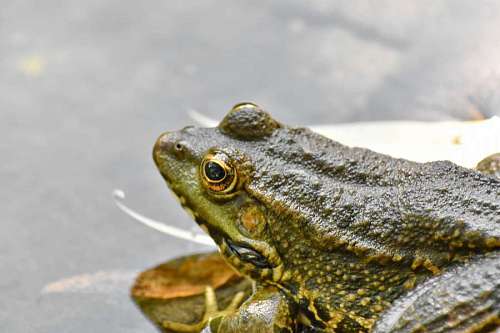 endangered endangered frog species bullfrog animal amphibian endemic amphibia wildlife eye nature