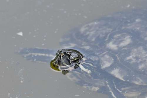 endangered endangered species reptile turtle underwater endemic water pool amphibian wildlife nature