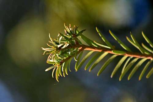 coniferous evergreen branches nature conifers leaves blur outdoors tree wood