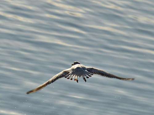 rápido agua pájaro animal gaviotas movimiento alas vuelo fauna naturaleza kb
