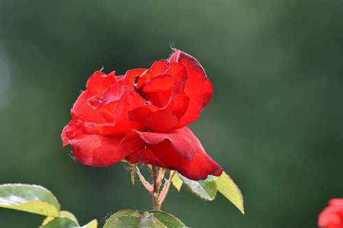 shrub flower bud garden roses nature petal shrub blossom 