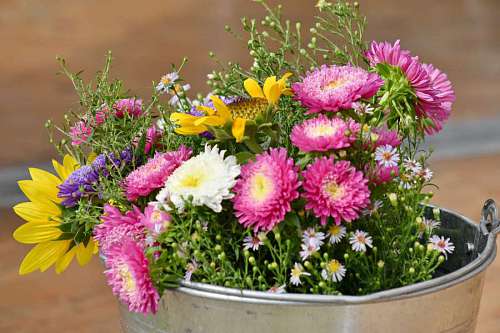 chamomile flowers bucket arrangement decoration tanaman bouquet chamomile hias still flower chrysanthemum nature romantic udara  pembersih blooming cantik tamu ruang
