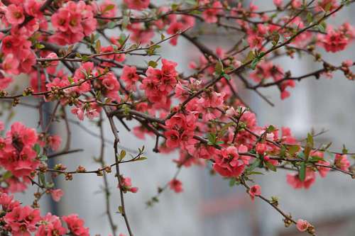 24-hrs flowers  pinkish  branches  twig  spring 