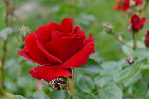 flowers rose leaf nature plant bud flower flora petal blossom roses plants 