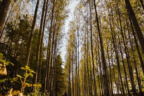 30 bosque árbol perspectiva camino abedul madera árboles hoja naturaleza
