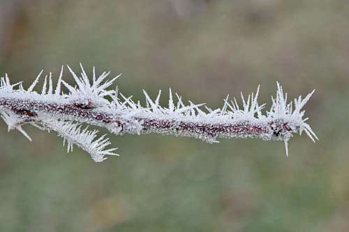 crystal-clear-water frost nature branch frozen ice crystal close herb sharp plant winter
