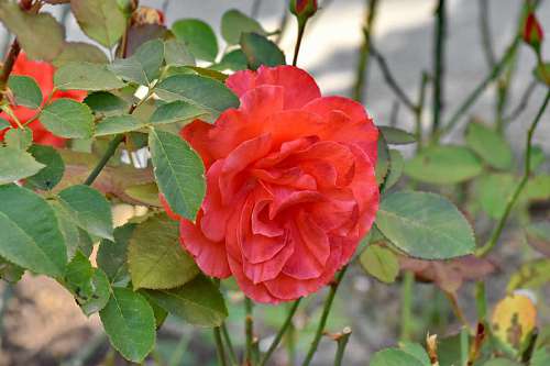 reddish garden flower roses plant reddish leaves nature shrub leaf rose bud pinkish