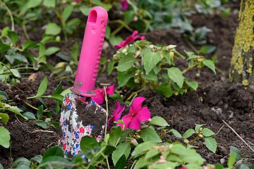 shovel gardening ground shovel flower garden leaf outdoors plant nature summer kb