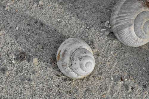 seashell gastropod mollusk shell invertebrate sand seashore seashell shore nature