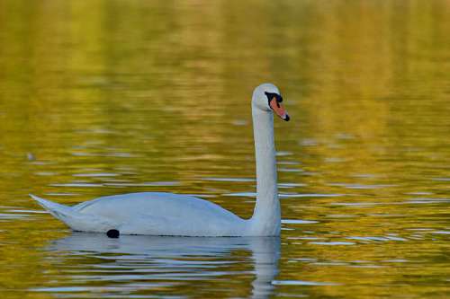 swan golden glow  reflection  swan  water  bird 