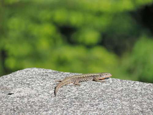 granite-rock lizard granite wild wildlife stone nature reptile outdoors animal kb