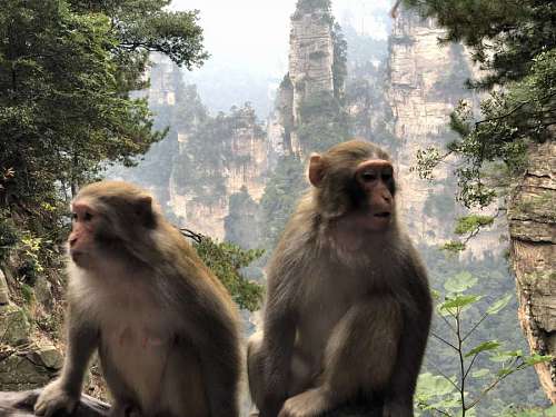 monk monkey macaque wildlife jungle tree primate wild animal nature 1200