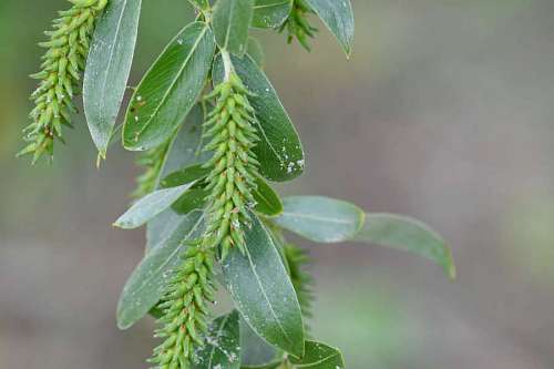 40s musim daun flora alam leaves leaf nature tree spring kemarau pohon outdoors plant flower bunga tanaman waktu semi penutup kering