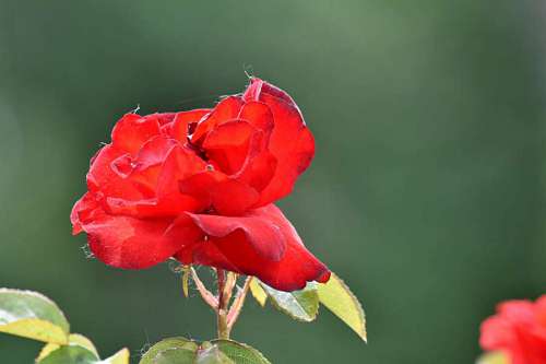 nature flowers flower rose bud petal shrub plant garden