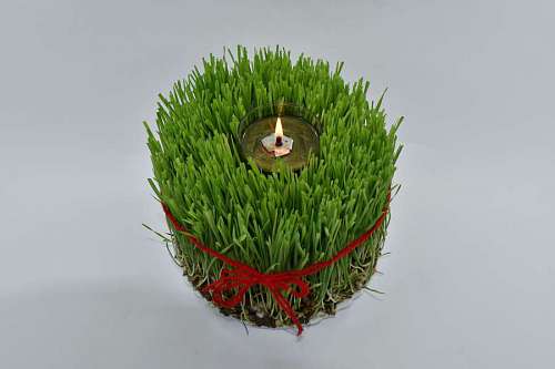 24-hrs orthodox wheat tradition flame leaf decoration still plant nature