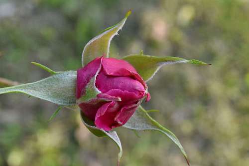 petal blur blossom nature rose bud flora outdoors leaf flower 
