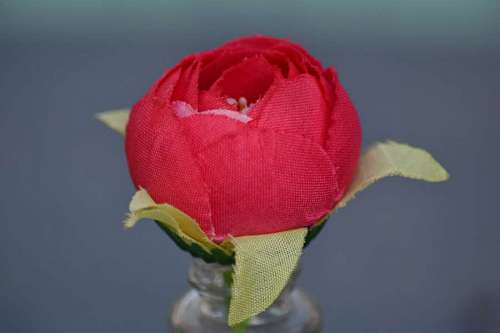 Pétalo florero objeto plástico todavía brote naturaleza rosa flor regalo