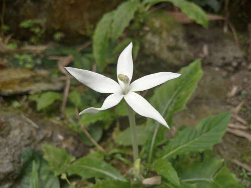 wildflower petals flower wildflower pistil grass leaves shrub plant nature