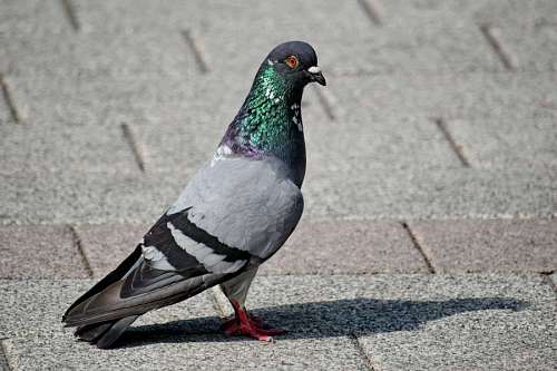 pigeon street urban bird beak asphalt pavement feather area wildlife nature