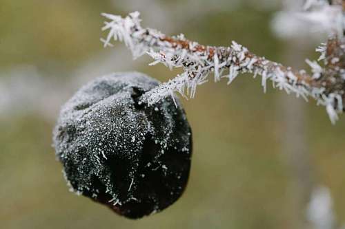 escarcha ciruela congelado invierno frío nieve árbol ramita escarcha al aire libre naturaleza