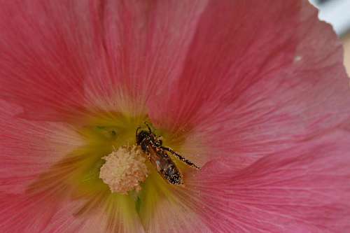 pollination pollen bee pollinating nectar insect flower shrub flora plant nature