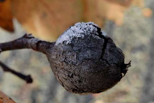 membrillo árbol escarcha de cerca naturaleza madera invierno frío hielo al aire libre