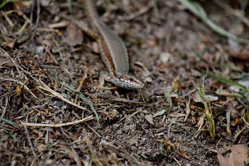 lizard reptile ground lizard nature wood upclose wildlife environment outdoors leaf