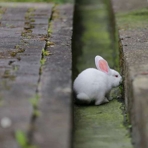 rodent albino rabbit bunny pet grass fur nature animal