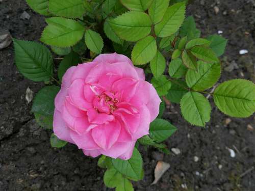 shrub rose ground roses plant shrub petal leaf nature flower