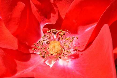 24-hrs rose pistil pollen flower petal plant shrub blossom nature