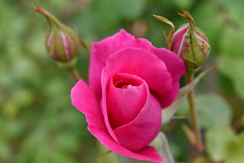 roses flower stem garden pink bud plant nature flora kb